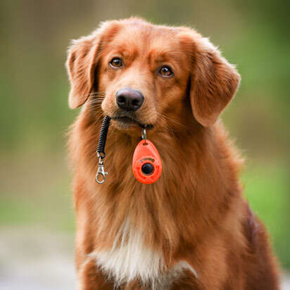 hundetraining bubblenavibanner 412x412